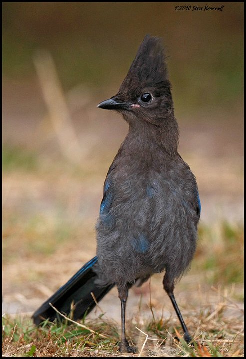 _0SB4623 stellers jay.jpg